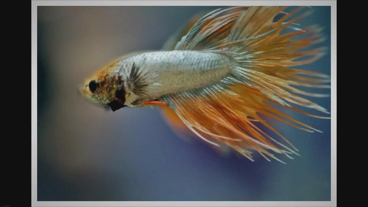 Why is my Betta loosing scales?