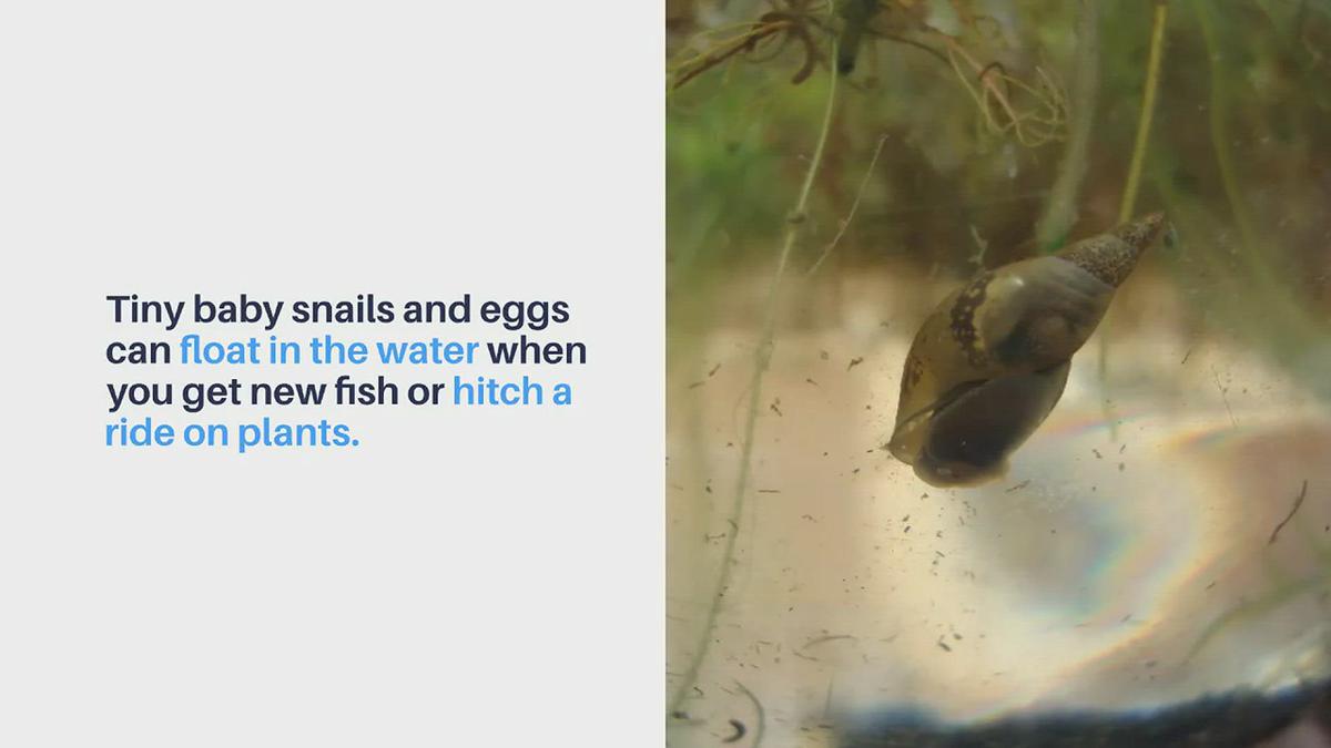 Where Do Snails Come From In An Aquarium