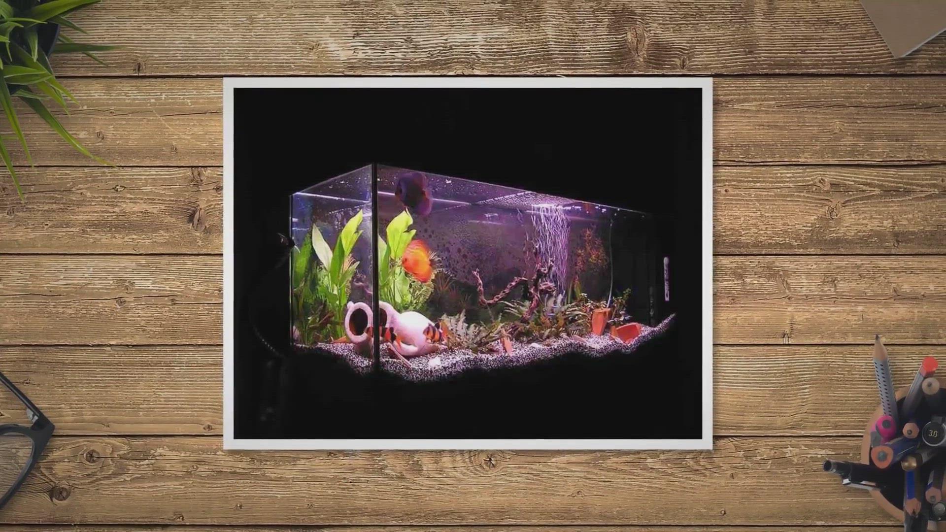 'Video thumbnail for Do Fish Need Light At Night (Keep your aquarium natural)'