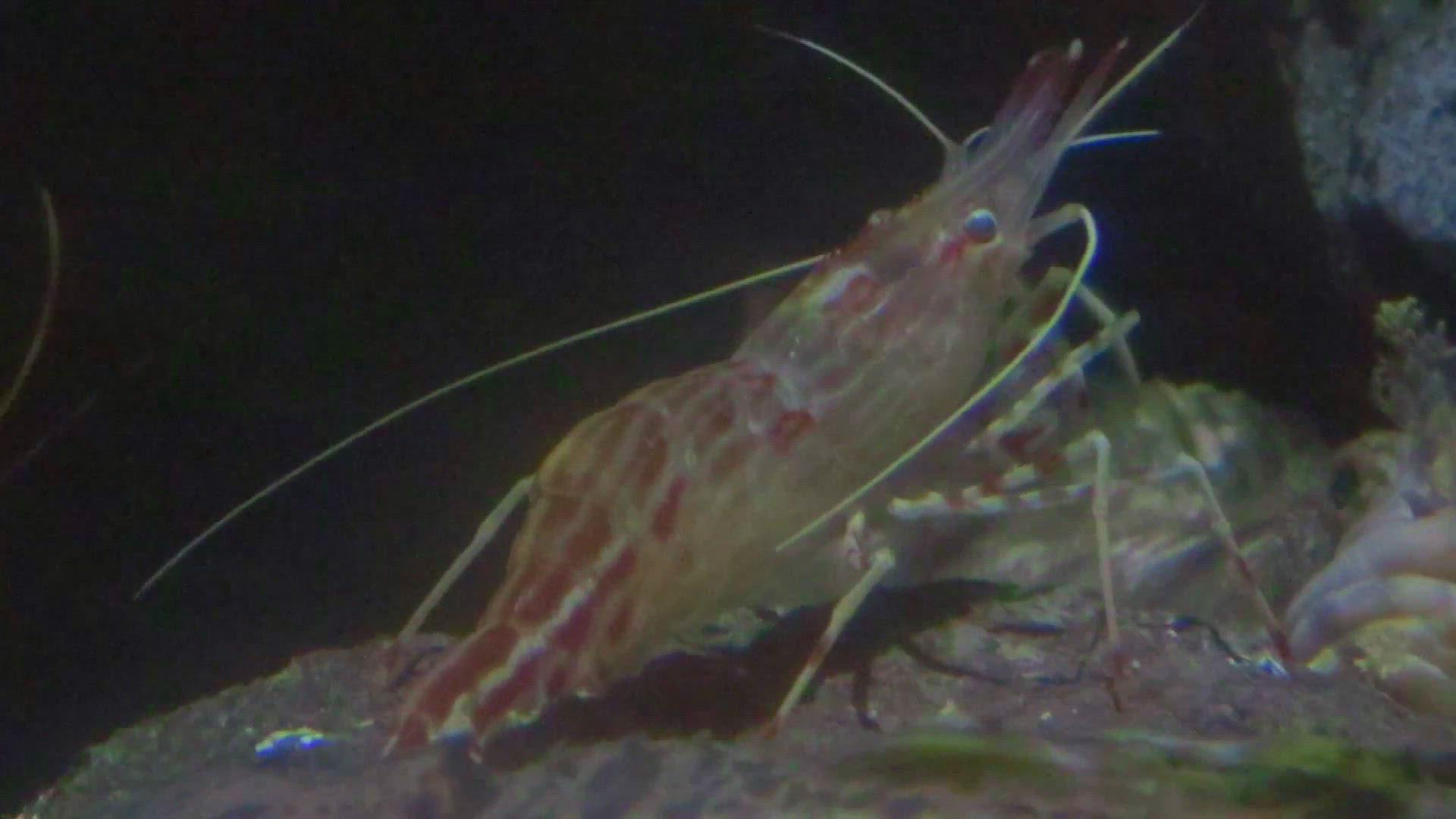 'Video thumbnail for Morotoge shrimp'