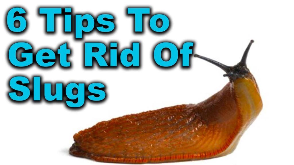 'Video thumbnail for Slugs in Garden - 6 Proven Slug Control Methods That Work'