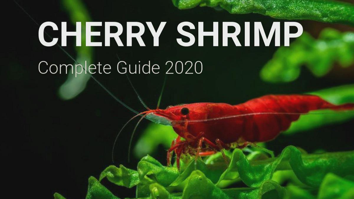 'Video thumbnail for CHERRY_SHRIMP'