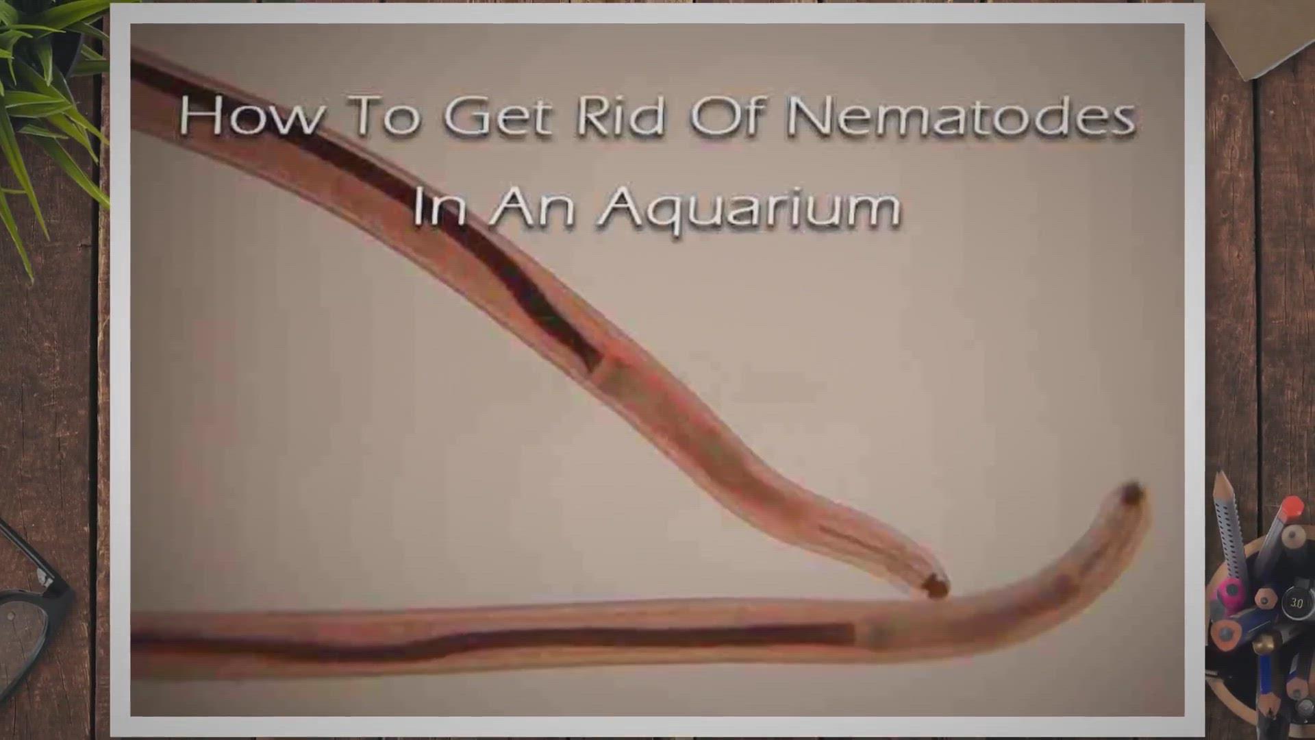 'Video thumbnail for How to Get Rid of Nematode Worms in an Aquarium'