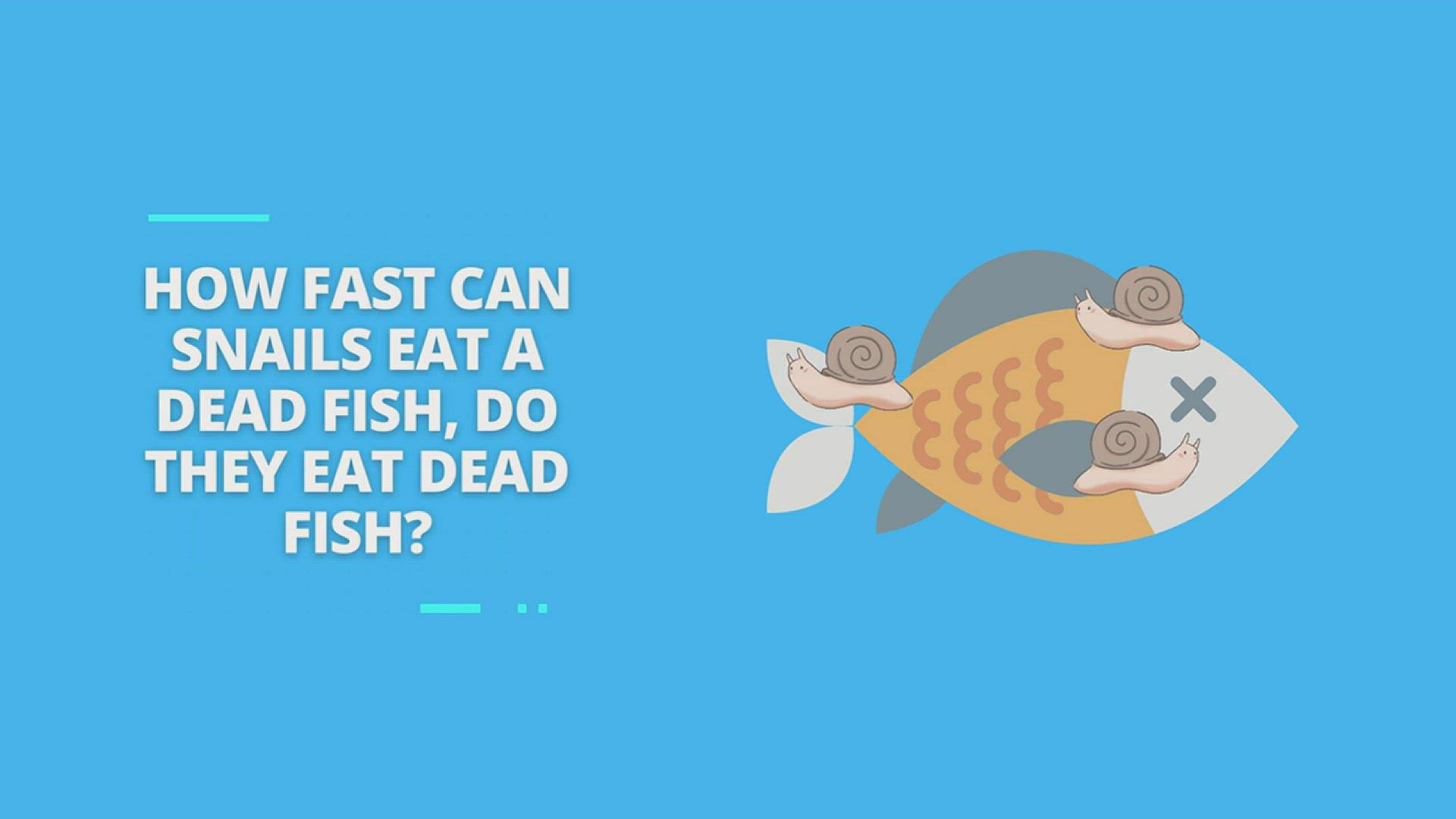 'Video thumbnail for How Fast Can Snails Eat a Dead Fish, Do They Eat Dead Fish'