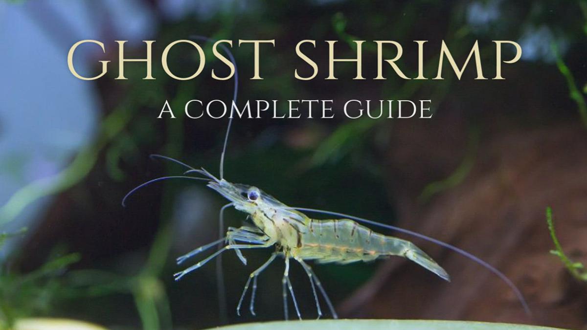 'Video thumbnail for GHOST_SHRIMP_GUIDE'