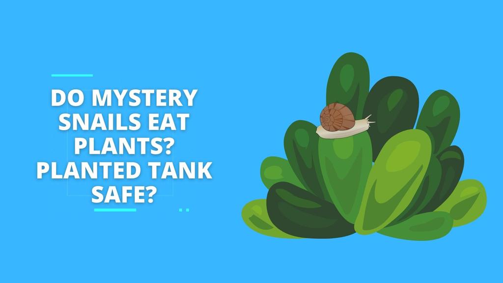 'Video thumbnail for Do Mystery Snails Eat Plants? Safe For A Planted Tank?'