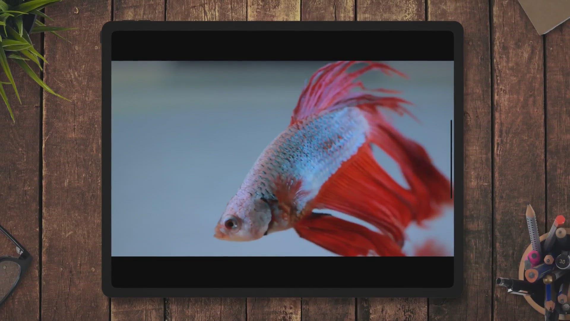 'Video thumbnail for Betta Fish Hiding – Common Reasons Why, And What To Do'