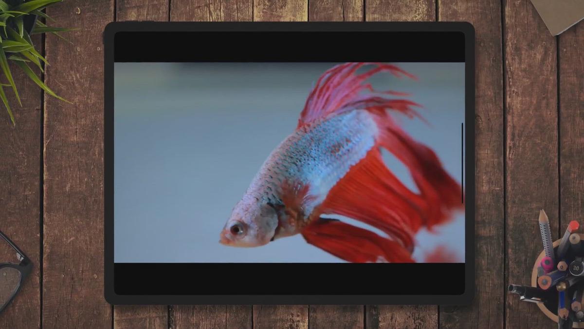 'Video thumbnail for Betta Fish Hiding – Common Reasons Why, And What To Do'
