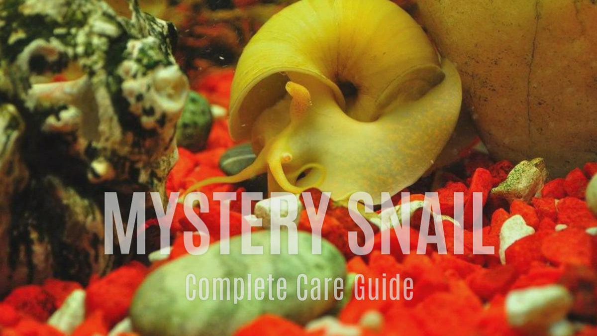 'Video thumbnail for MYSTERY_SNAIL_GUIDE'