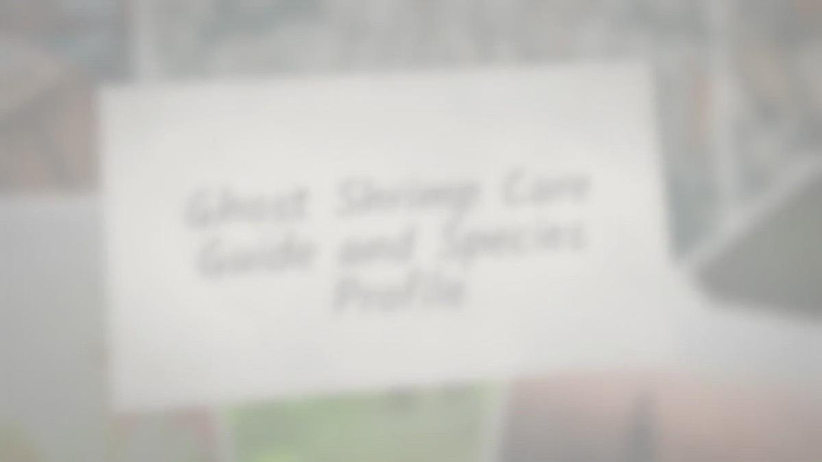 'Video thumbnail for Ghost Shrimp Care Guide & Species Profile'