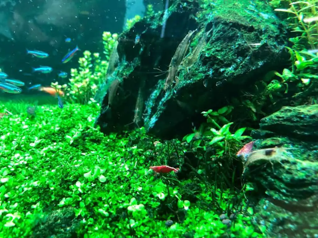 plants rocks and shrimp aquarium