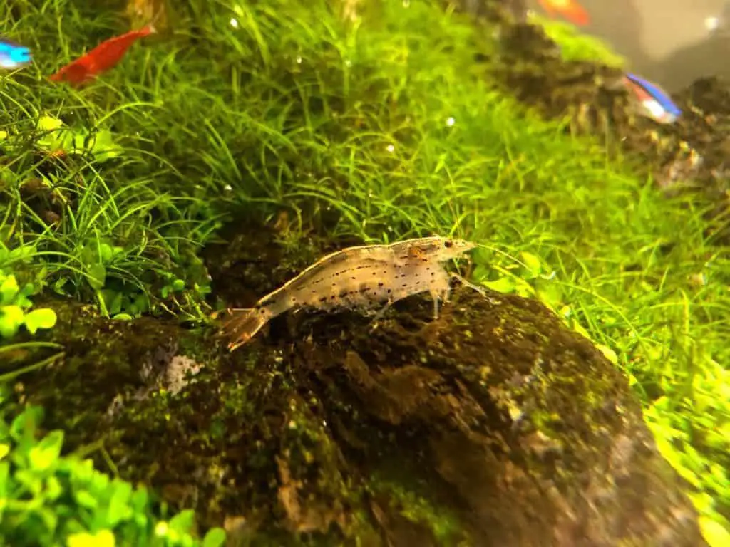 Shrimp make good pets