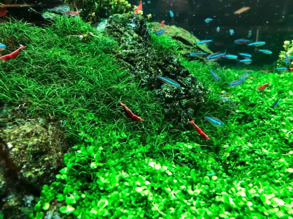 Cherry shrimp and Neon Terta aquarium