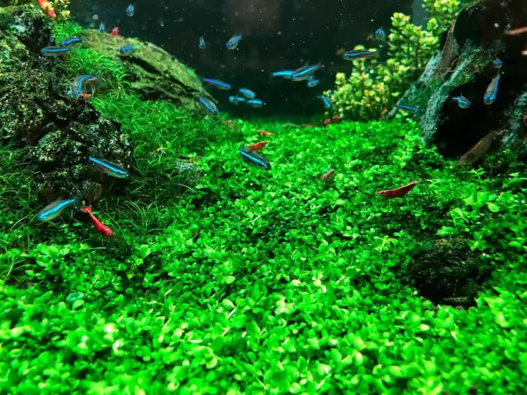 Cherry shrimp and Neon Terta aquarium