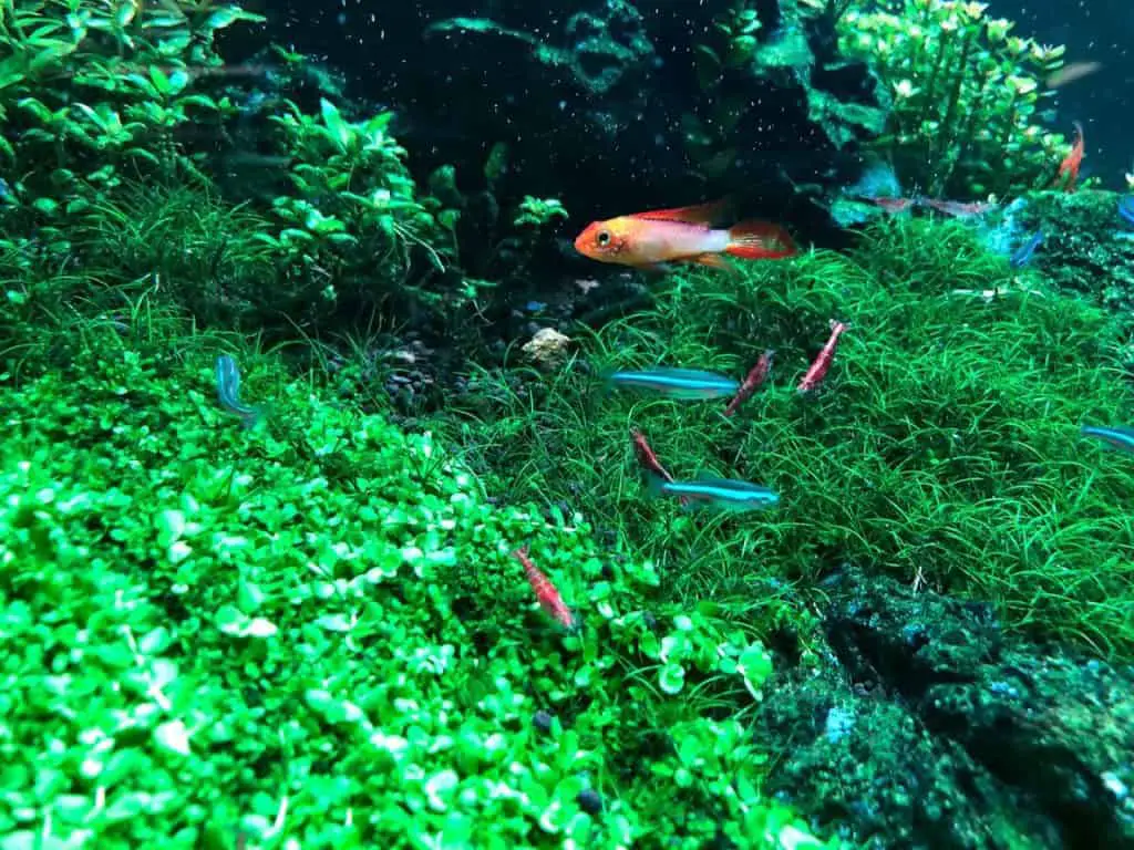 Shrimp and neon tetra in community aquarium