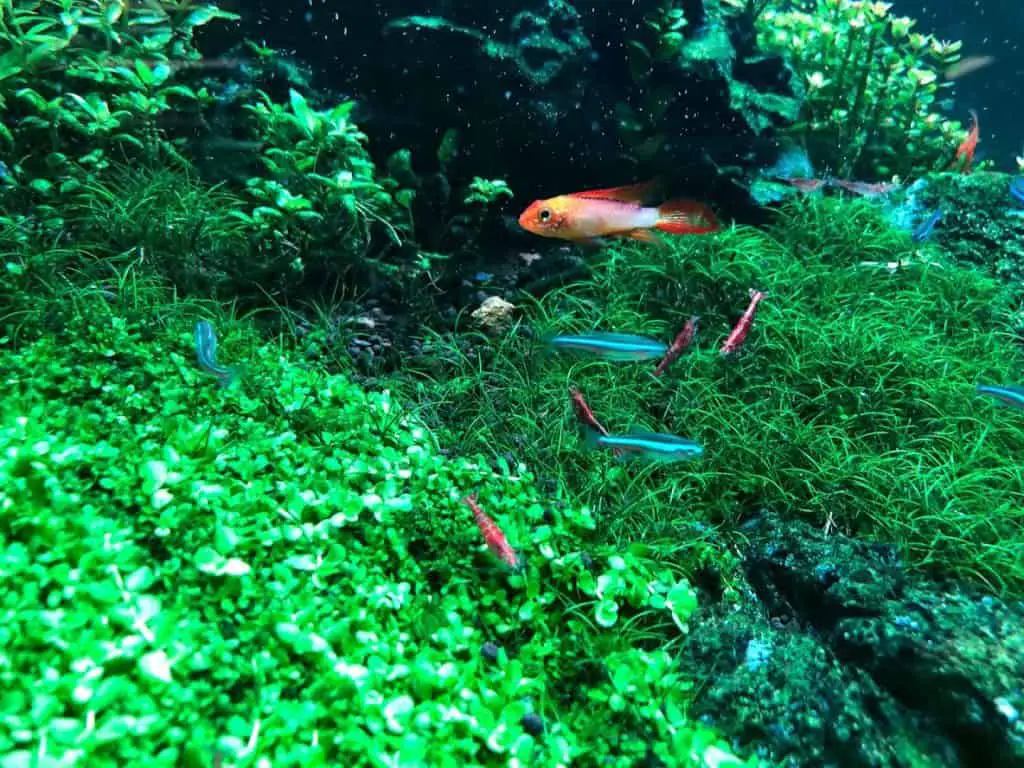 Shrimp and fish in community aquarium