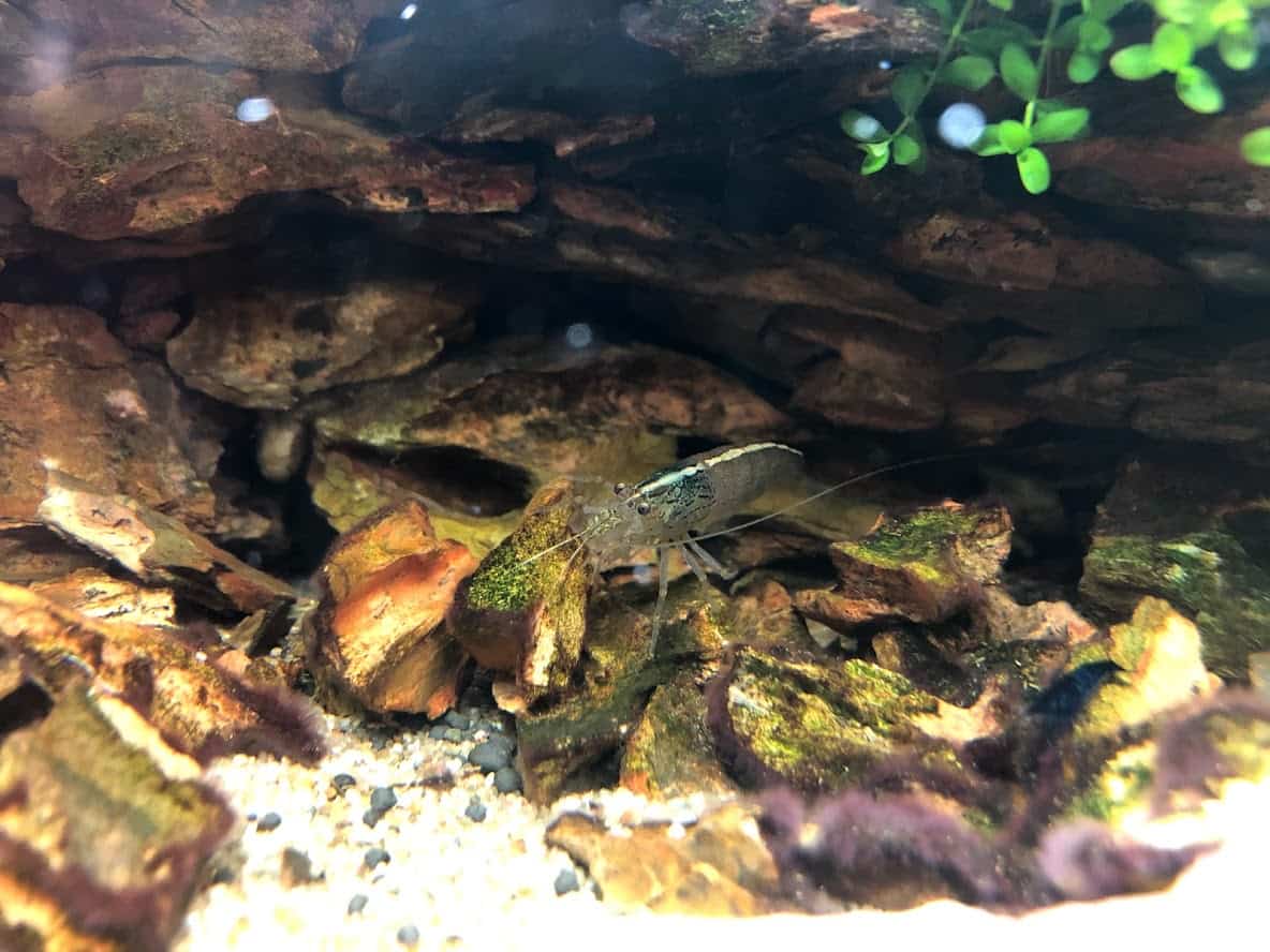 Tiny Treasures: Exploring the Joys of Shrimp as Pets - ShrimpTips