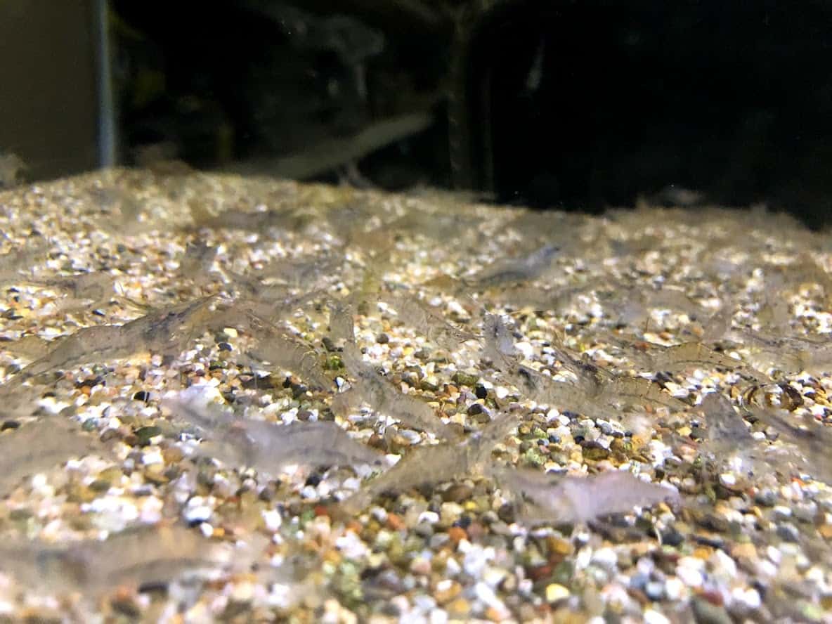 Are Ghost Shrimp Fish Poop Eaters Or Not? ShrimpTips