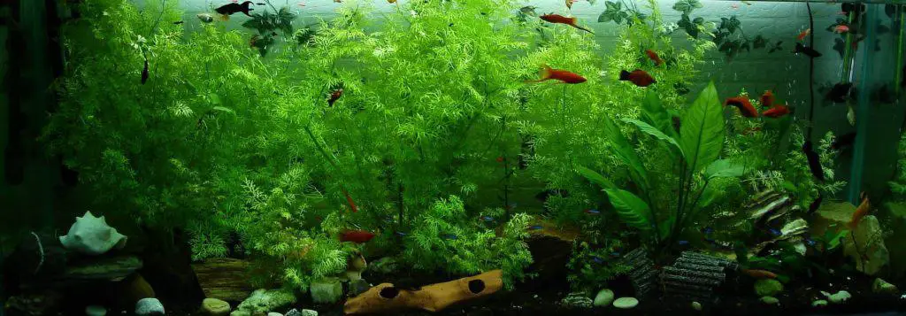 aquarium plants for shrimp