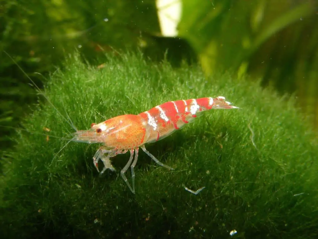 crystal red shrimp om java moss
