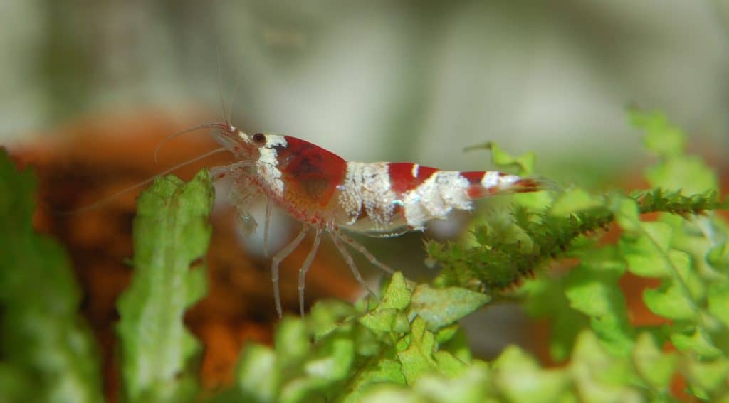 Crystal Red Shrimp CRS