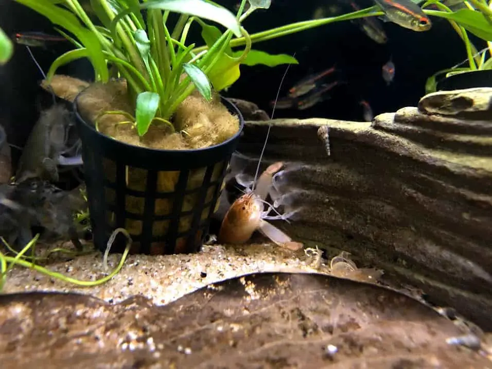 Bamboo Fan Shrimp