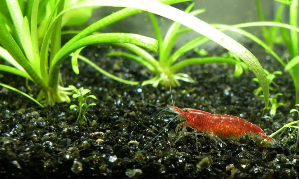 What shrimp are good for your aquarium? – ShrimpTips