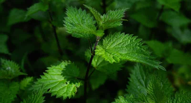 Nettle leaves for shrimp