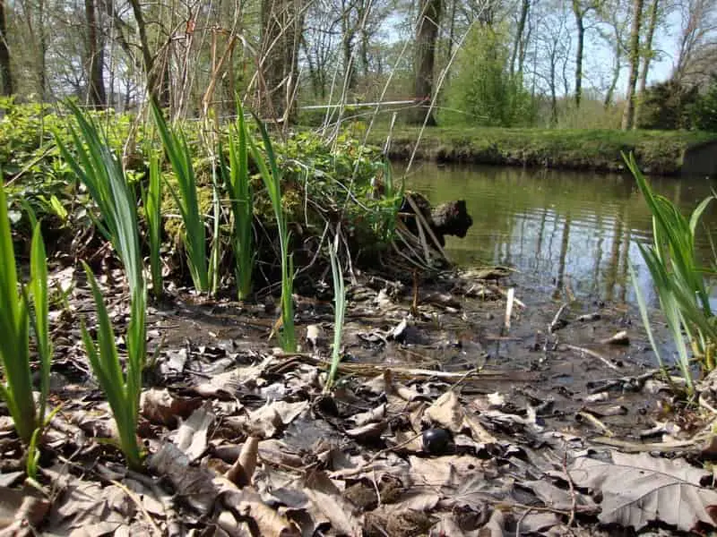 natural leave litter in water