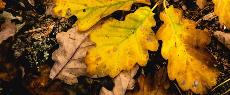 oak leaves for shrimp