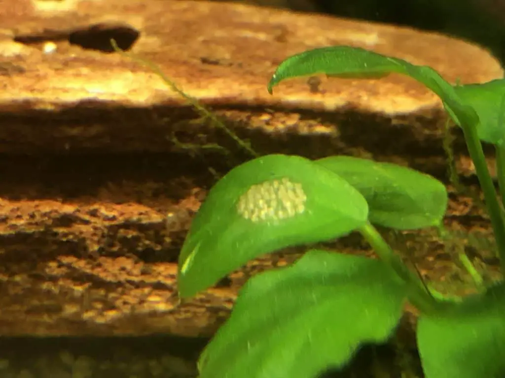 Ramshorn Snail eggs on Anubias nana