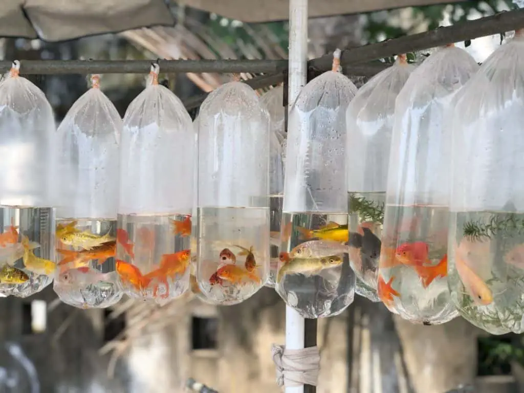Bags of new fish for an aquarium