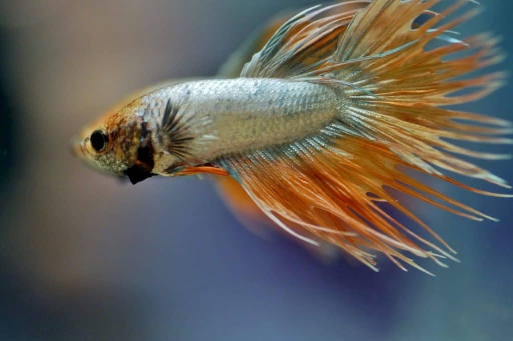 betta fish, a snail eater