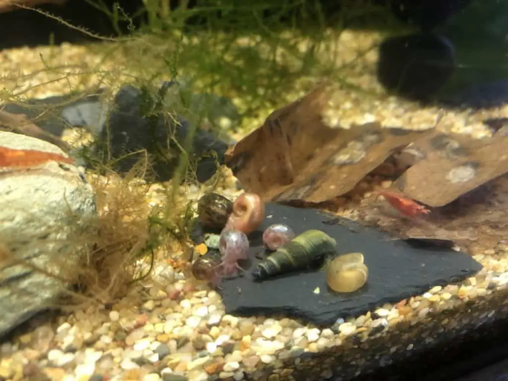 how to get rid of snails in a shrimp tank