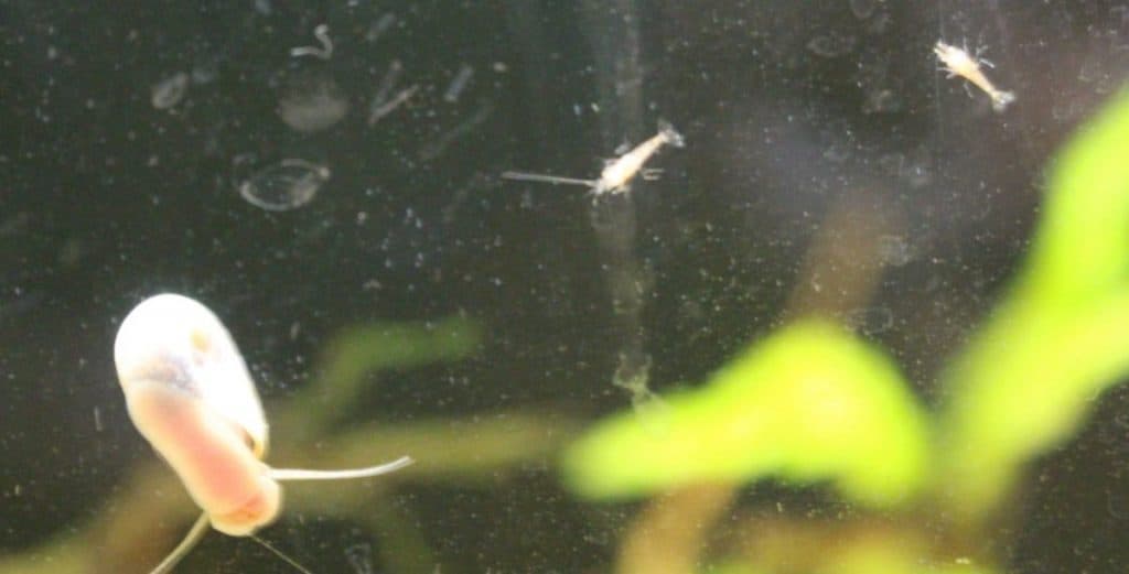 Baby Cherry Shrimp