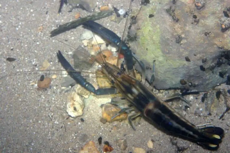 Can You Keep River Shrimp in a Tropical Aquarium? – ShrimpTips