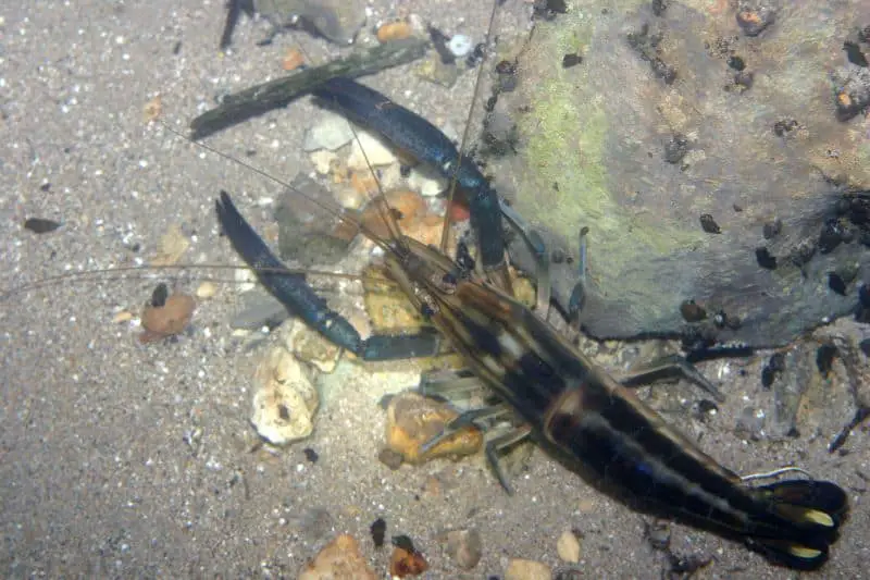 Big claw river shrimp (Macrobrachium carcinus)