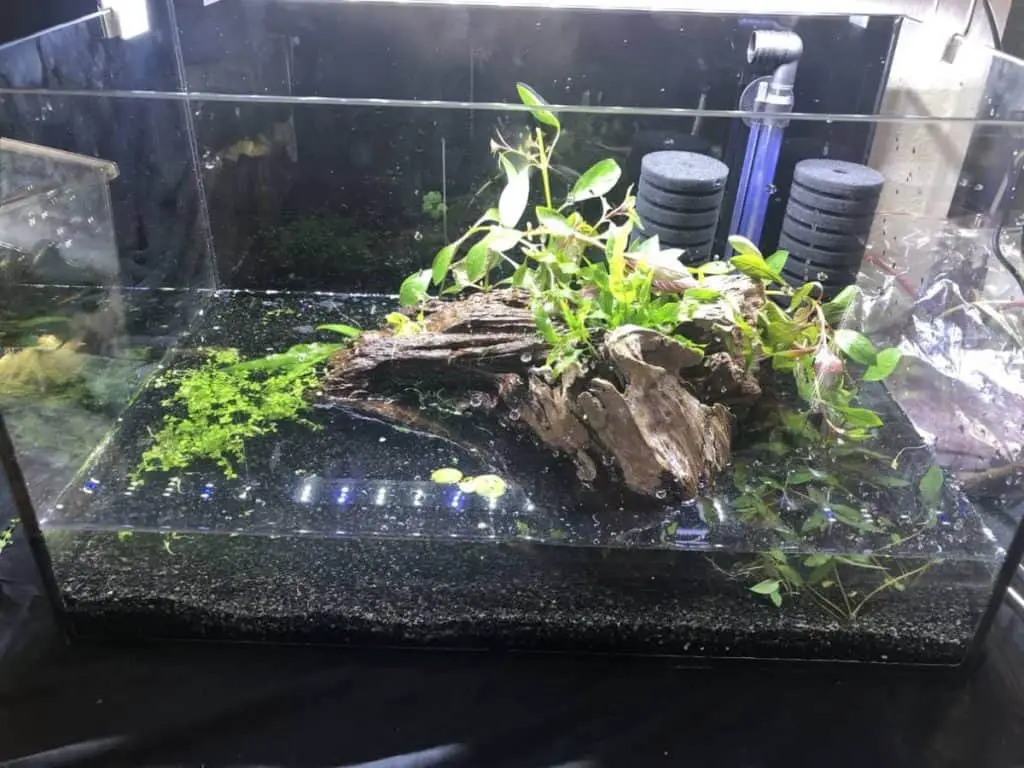 Cherry Shrimp Breeding Aquarium