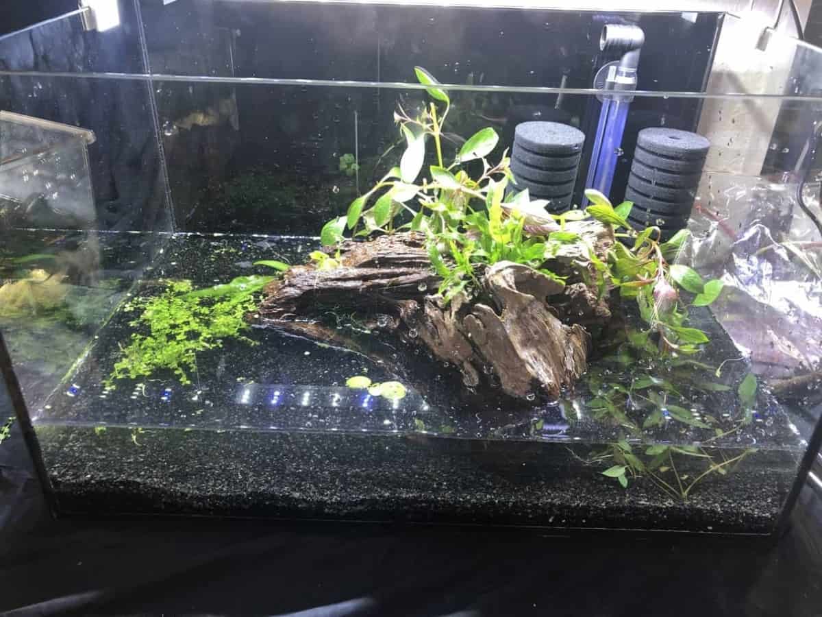 How to set up an Aquarium for Breeding Cherry Shrimp ShrimpTips