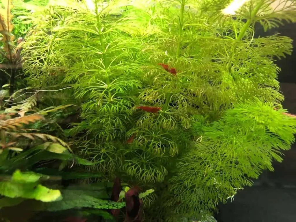 Cherry Shrimp Love Plants