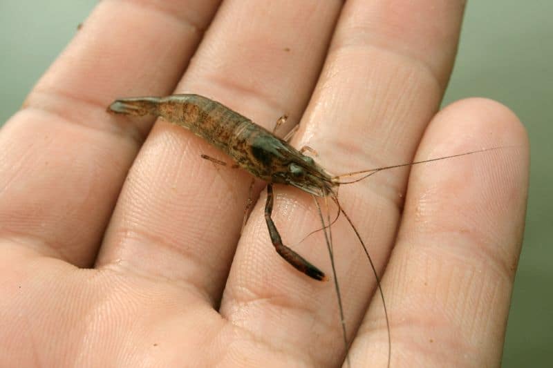 Can You Keep River Shrimp in a Tropical Aquarium? ShrimpTips