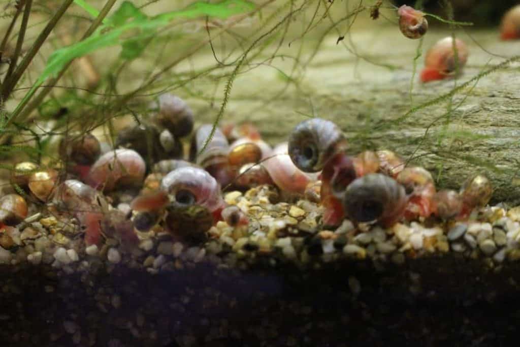 Snails lured by shrimpfood