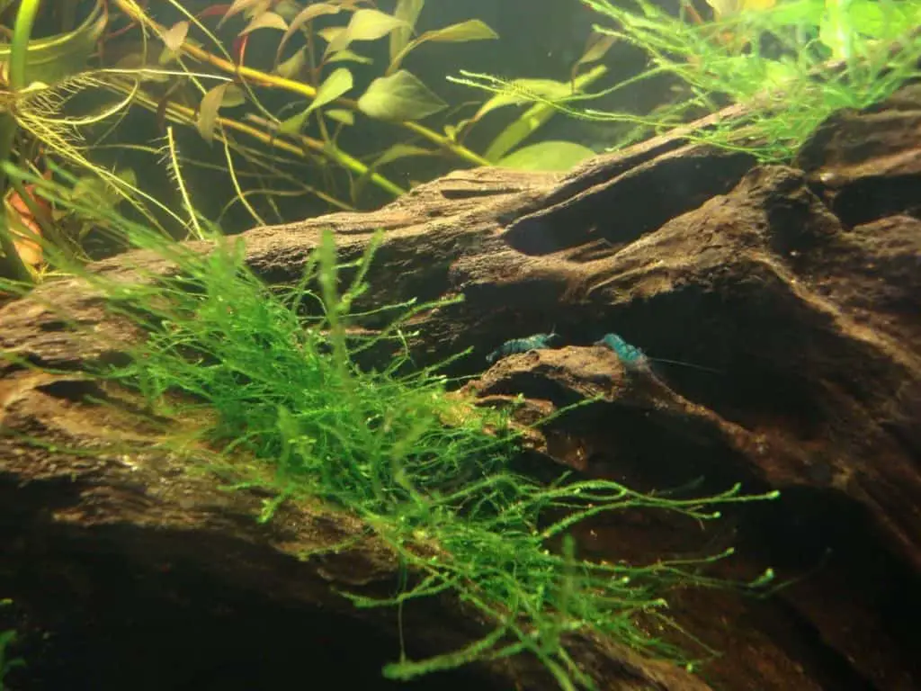 blue shrimp, wood, java moss
