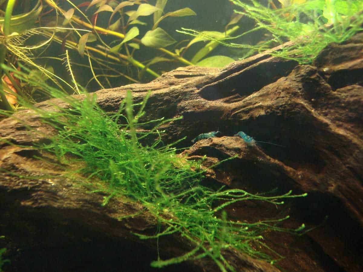Java Moss Shrimp What Plants Do Cherry Shrimp Like? – ShrimpTips