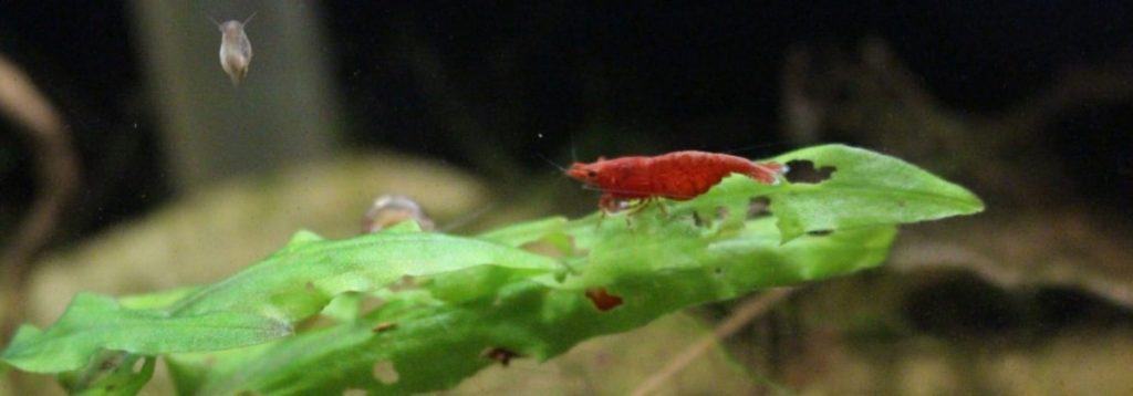 female cherry shrimp