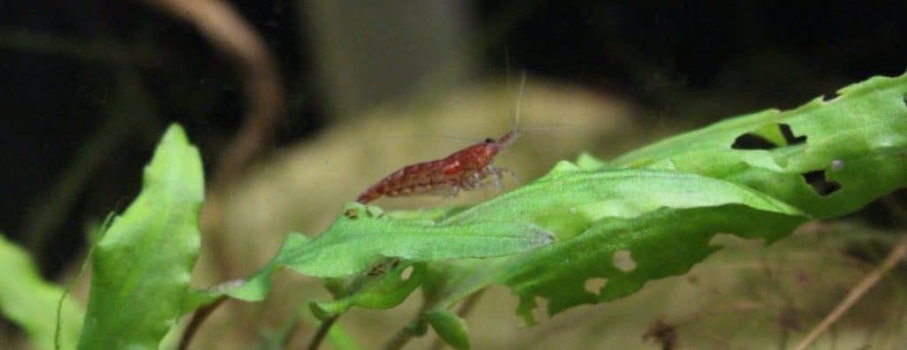 male cherry shrimp