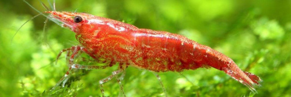 cherry shrimp in front of aquarium plants