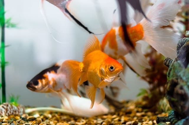 Goldfish and shrimp in a tank