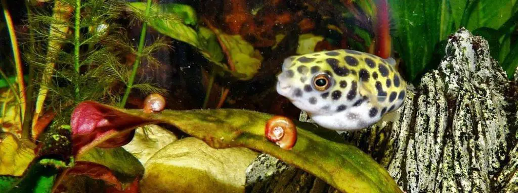 puffer fish with snails