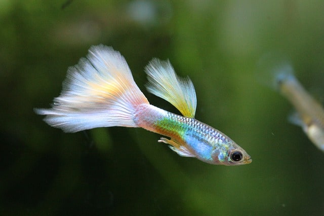 Guppy male